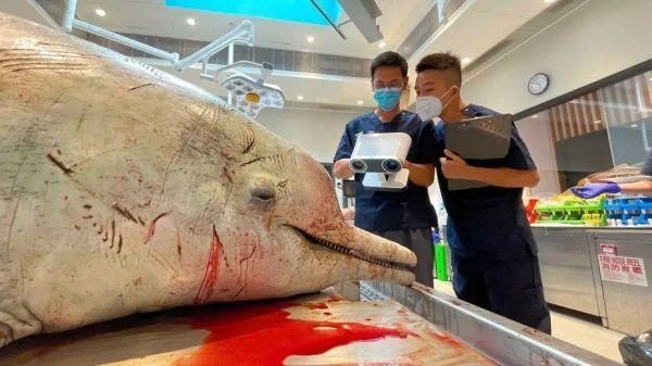 Artec Leo 3D扫描仪与Ray助力中国香港地区野生水生动物法医鉴定01.png