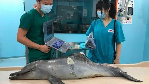 Artec Leo 3D扫描仪与Ray助力中国香港地区野生水生动物法医鉴定02.png