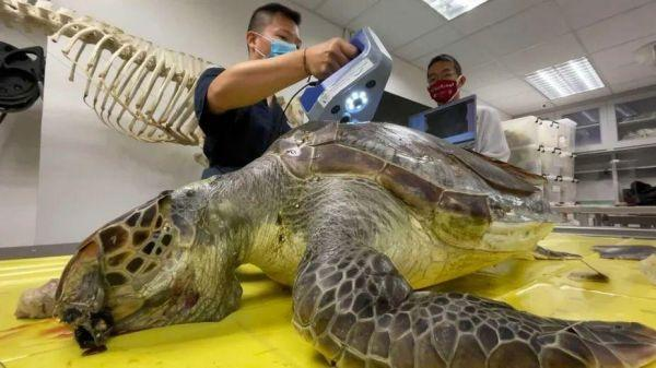 Artec Leo 3D扫描仪与Ray助力中国香港地区野生水生动物法医鉴定03.png