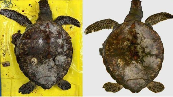 Artec Leo 3D扫描仪与Ray助力中国香港地区野生水生动物法医鉴定04.png