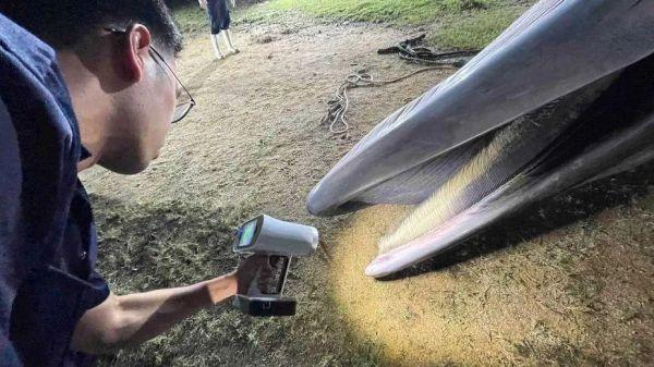 Artec Leo 3D扫描仪与Ray助力中国香港地区野生水生动物法医鉴定05.png