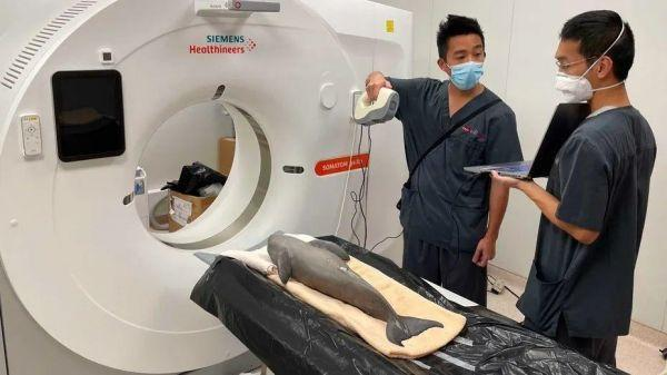 Artec Leo 3D扫描仪与Ray助力中国香港地区野生水生动物法医鉴定06.png